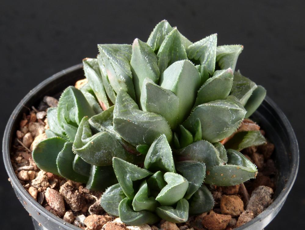 Haworthia